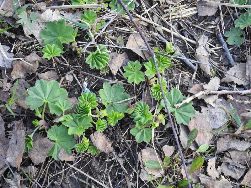 Alchemilla baltica photo 5