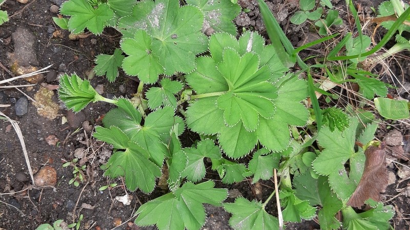 Alchemilla baltica photo 6
