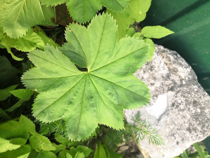 Alchemilla baltica photo 7