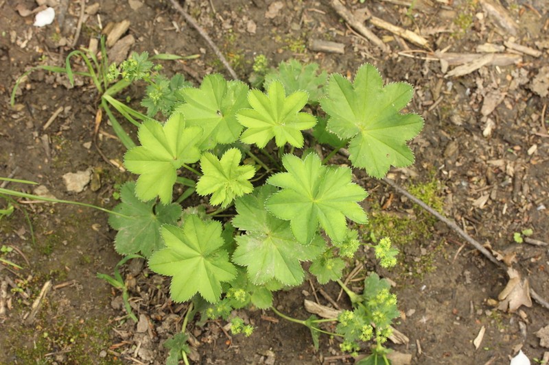 Alchemilla baltica photo 8
