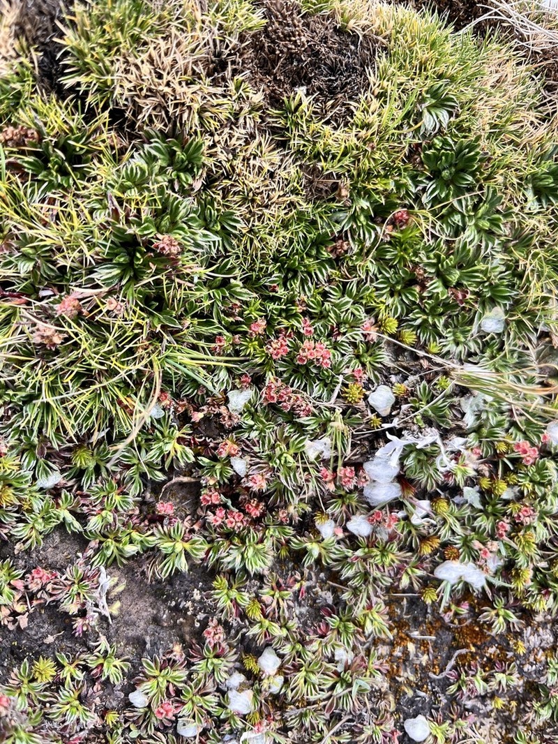 Alchemilla barbata