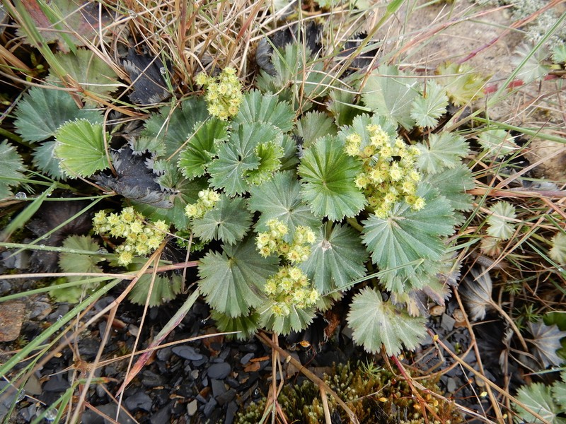 Alchemilla barbata photo 5