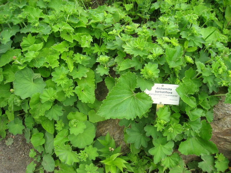 Alchemilla barbatiflora