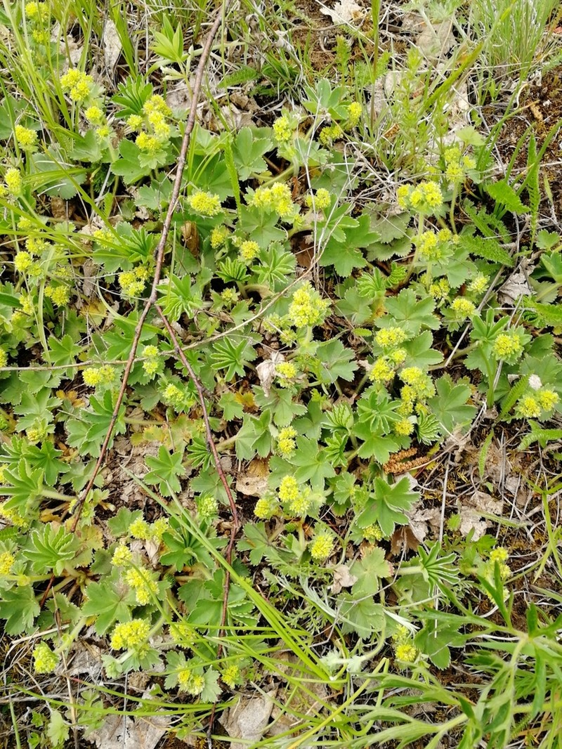 Alchemilla barbulata