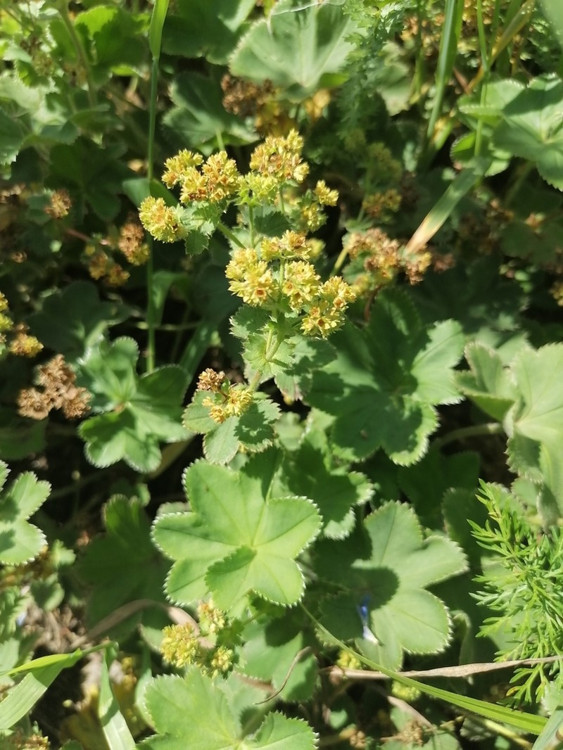 Alchemilla barbulata photo 8