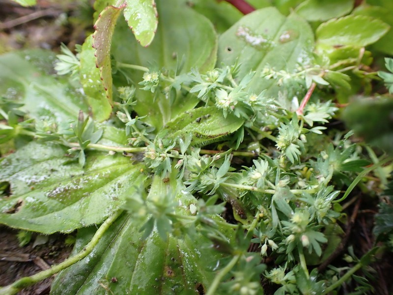 Alchemilla bipinnatifida photo 2