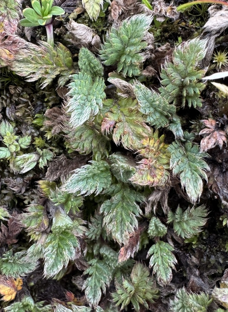 Alchemilla bipinnatifida