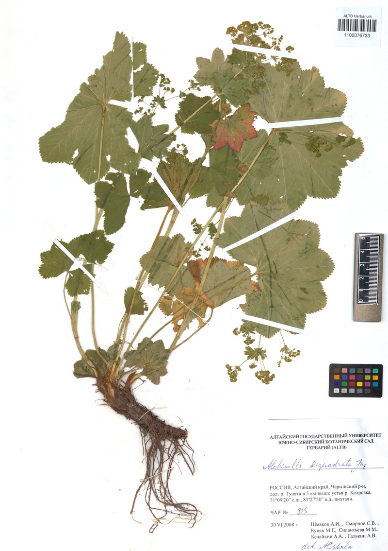Alchemilla biquadrata