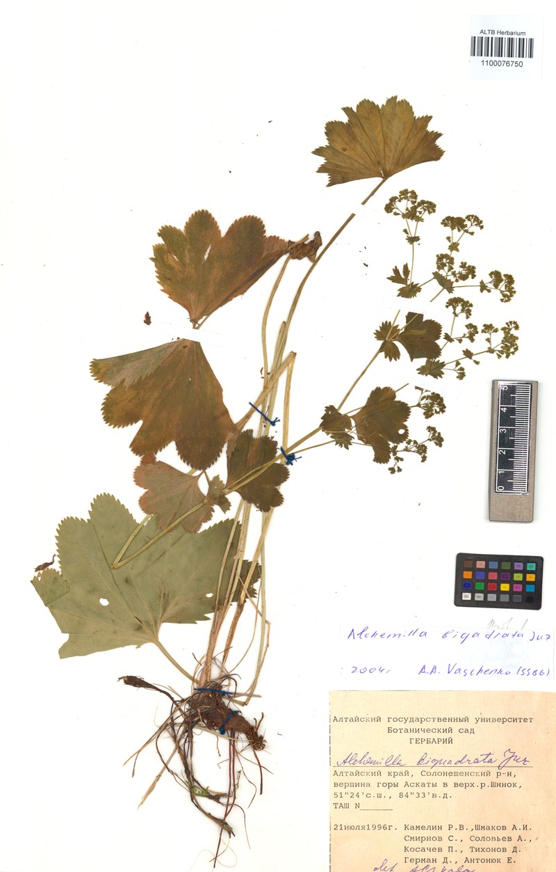 Alchemilla biquadrata photo 2
