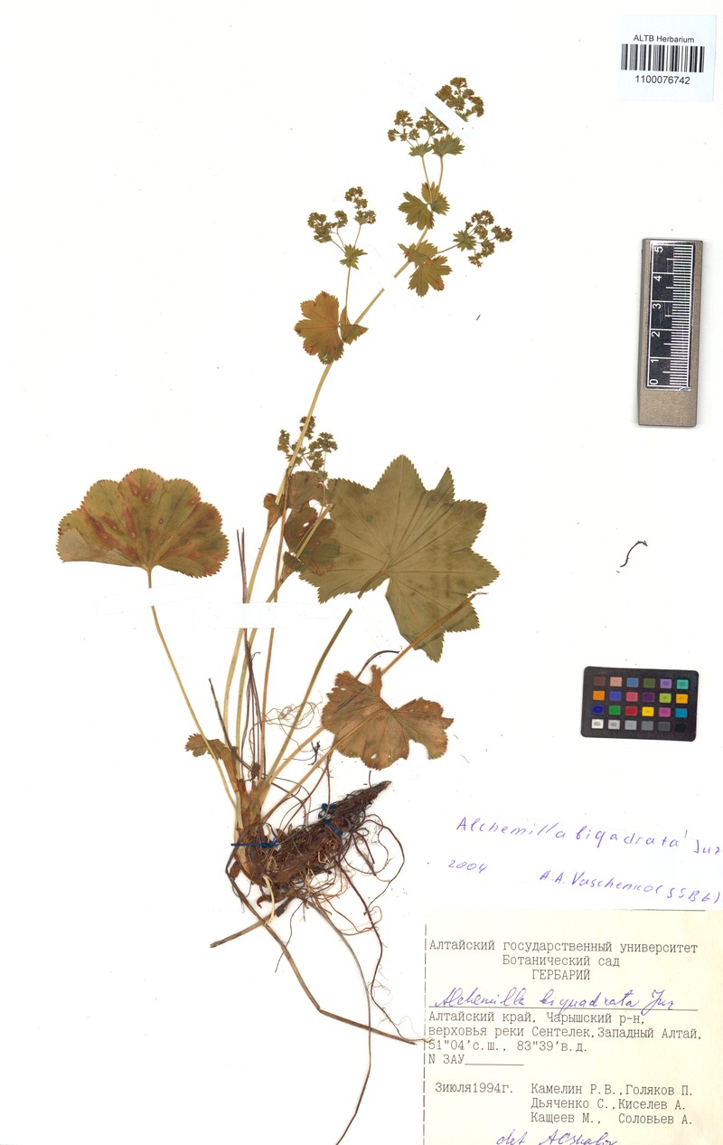 Alchemilla biquadrata photo 3