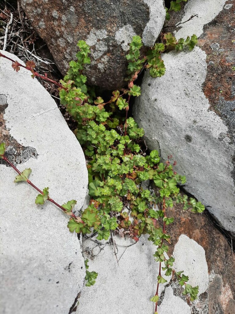 Alchemilla bolusii