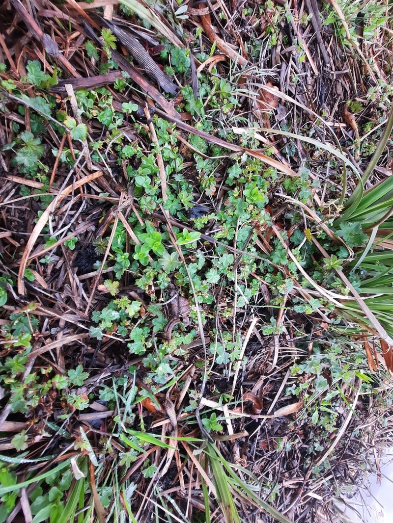 Alchemilla bolusii photo 2