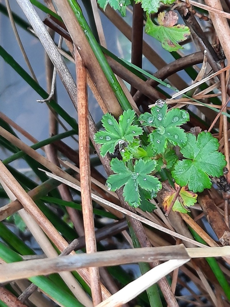 Alchemilla bolusii photo 3