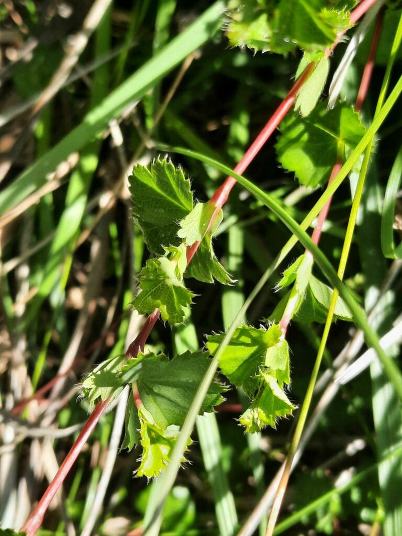 Alchemilla bolusii photo 4