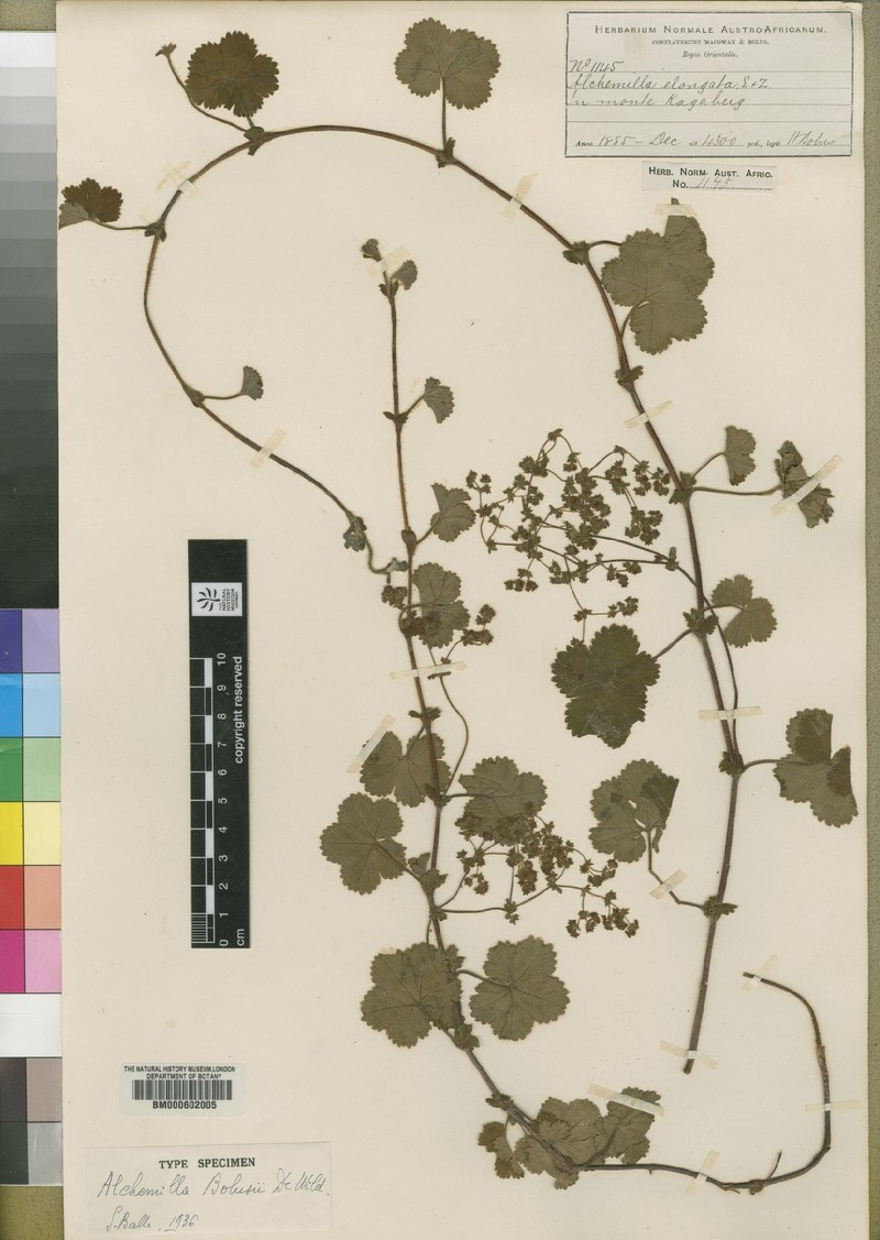 Alchemilla bolusii photo 5