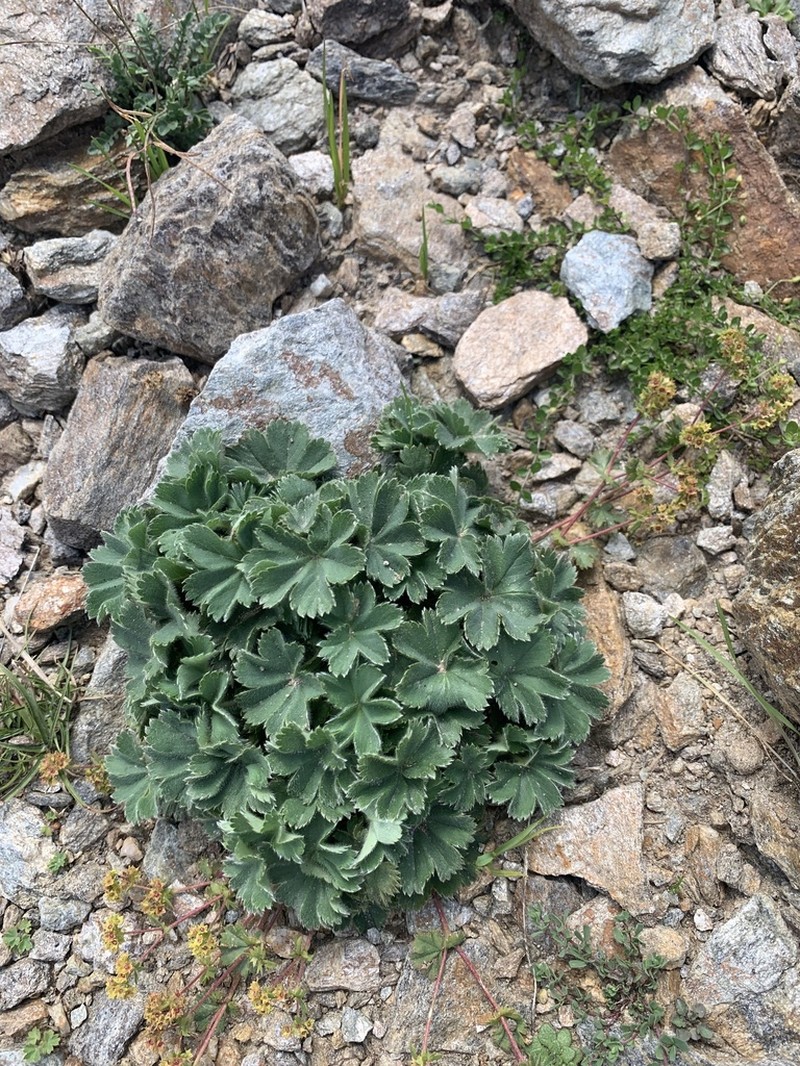 Alchemilla bombycina
