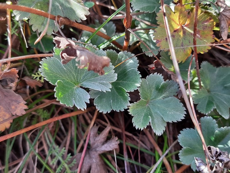 Alchemilla bombycina photo 2