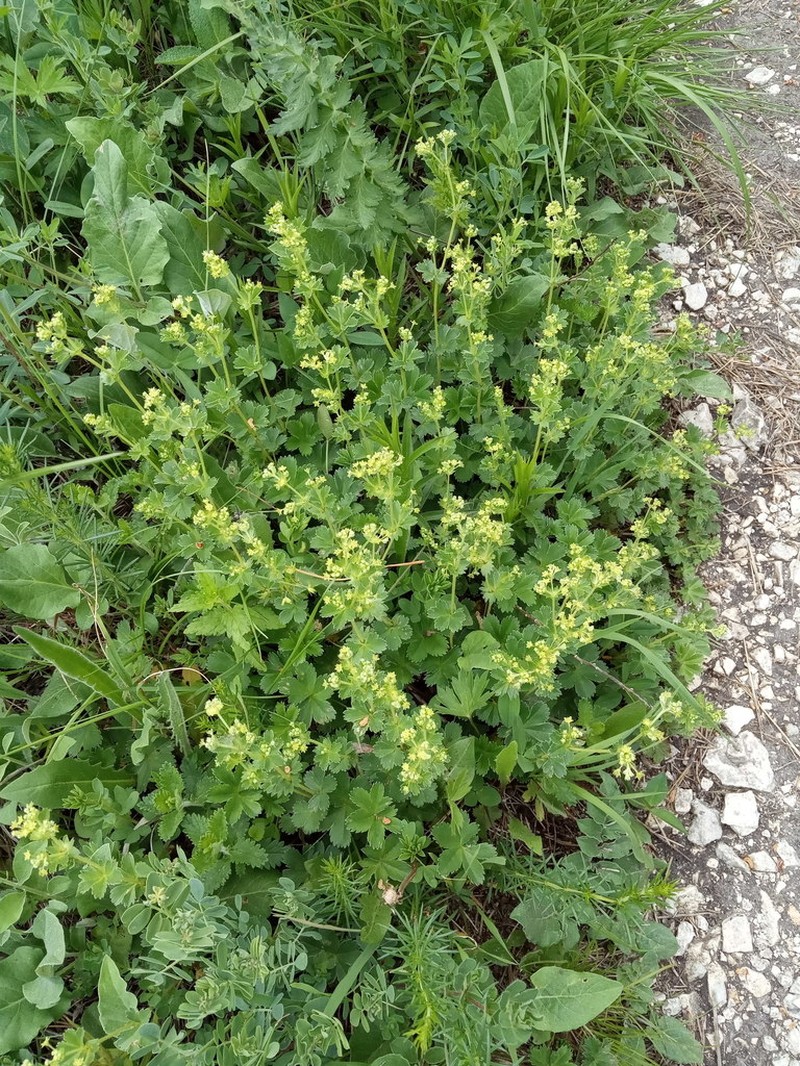 Alchemilla bombycina photo 3