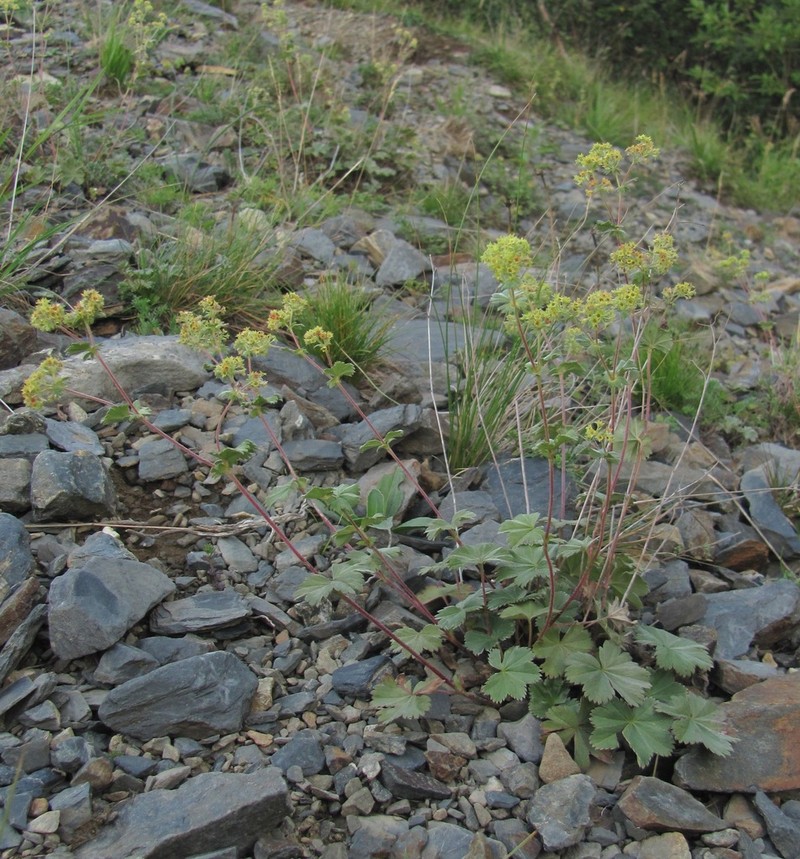 Alchemilla bombycina photo 4