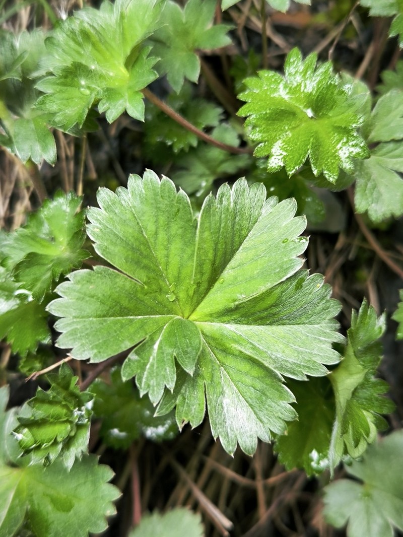 Alchemilla bombycina photo 5