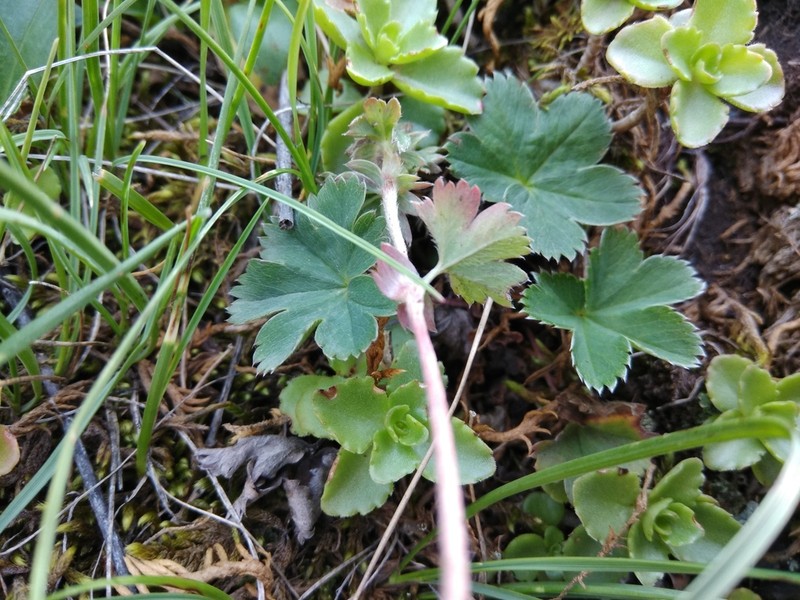 Alchemilla bombycina photo 6