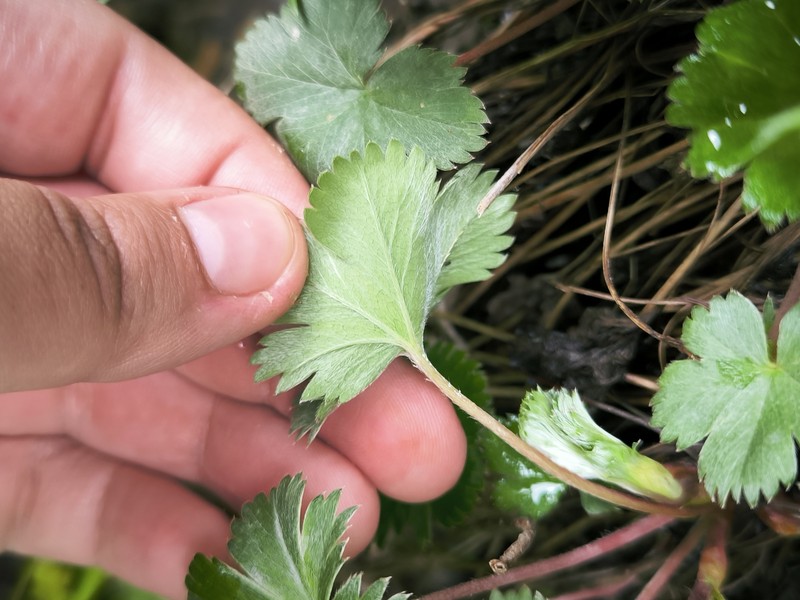 Alchemilla bombycina photo 7