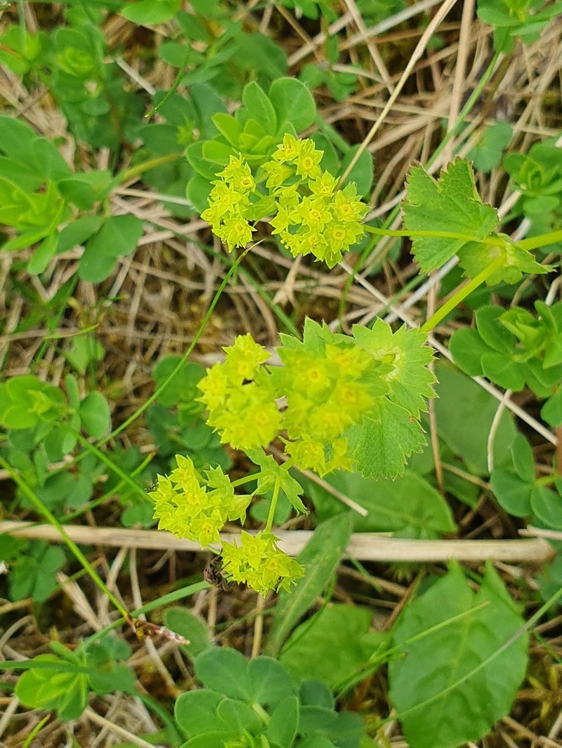 Alchemilla borderei