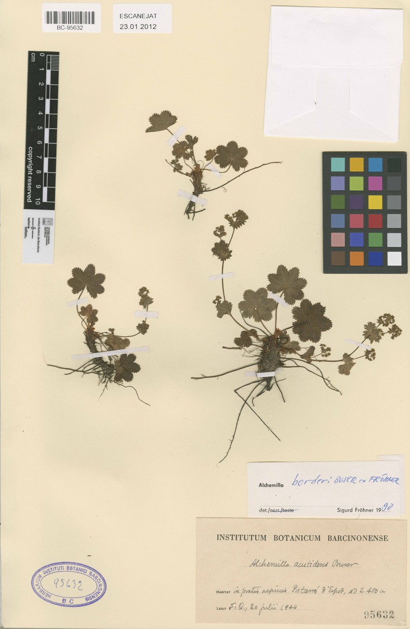 Alchemilla borderei