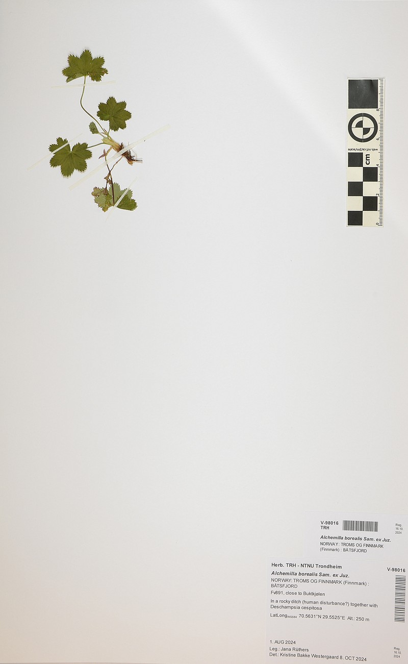 Alchemilla borealis