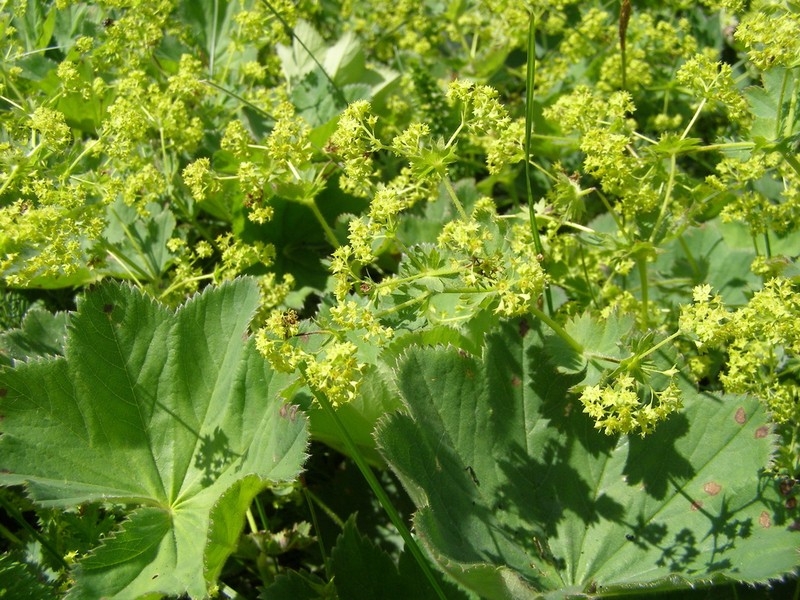 Alchemilla brevidens