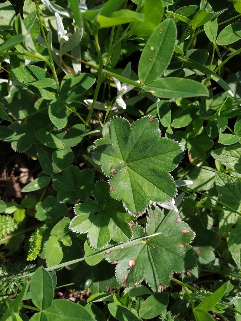 Alchemilla brevidens photo 3