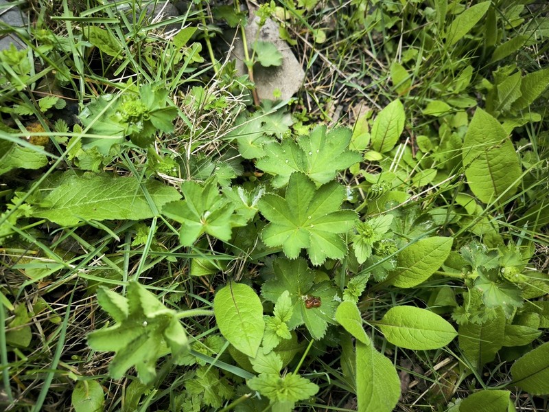 Alchemilla brevidens photo 4
