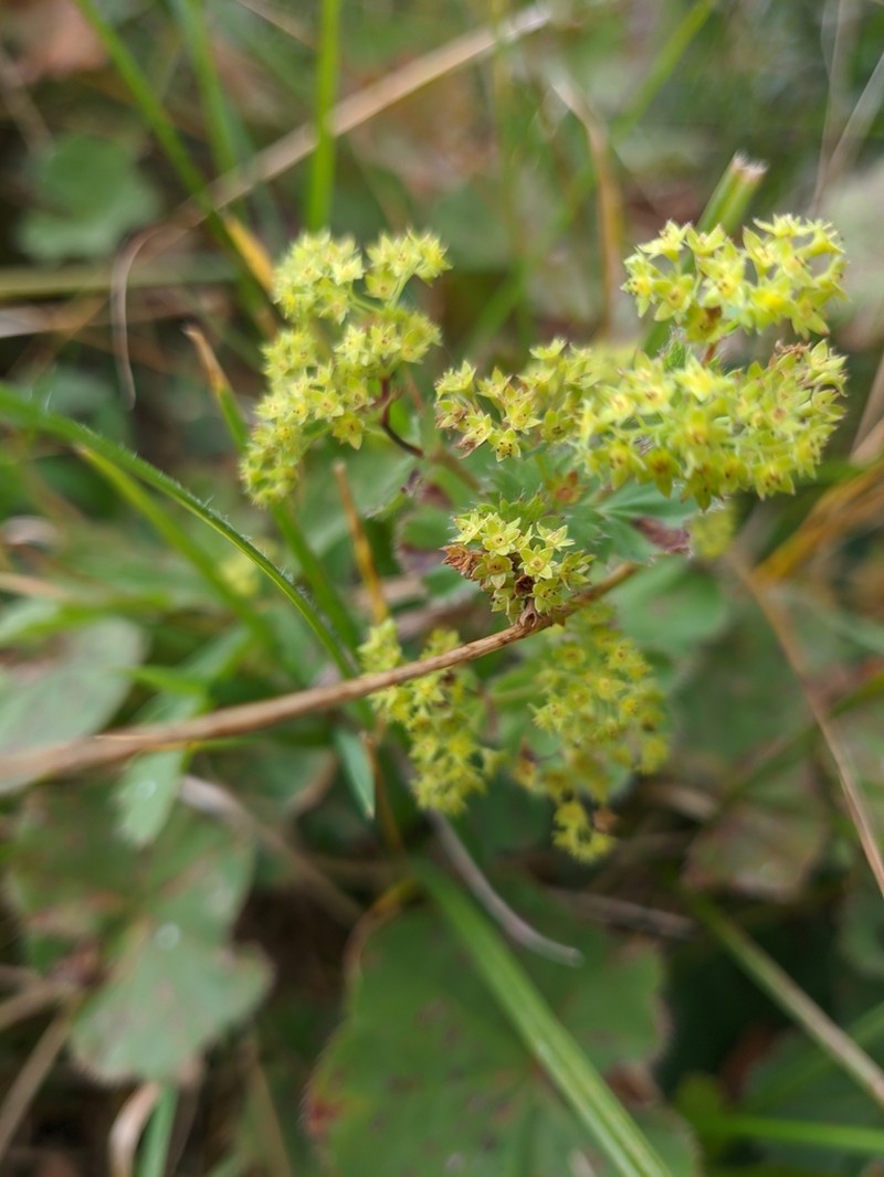 Alchemilla brevidens photo 5