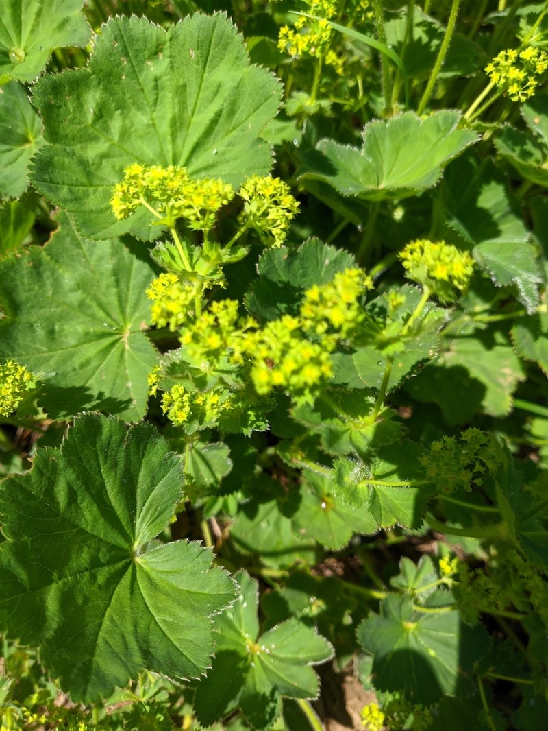Alchemilla brevidens photo 6
