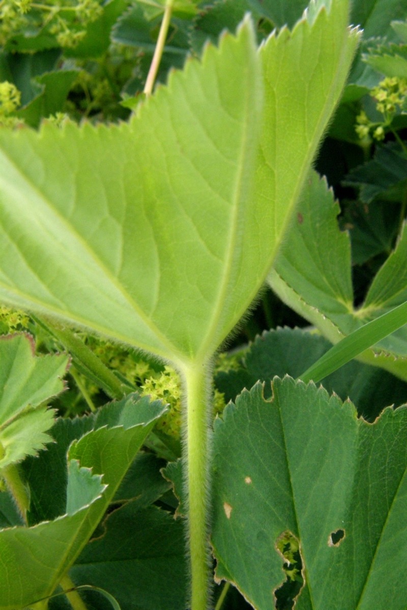Alchemilla brevidens photo 2