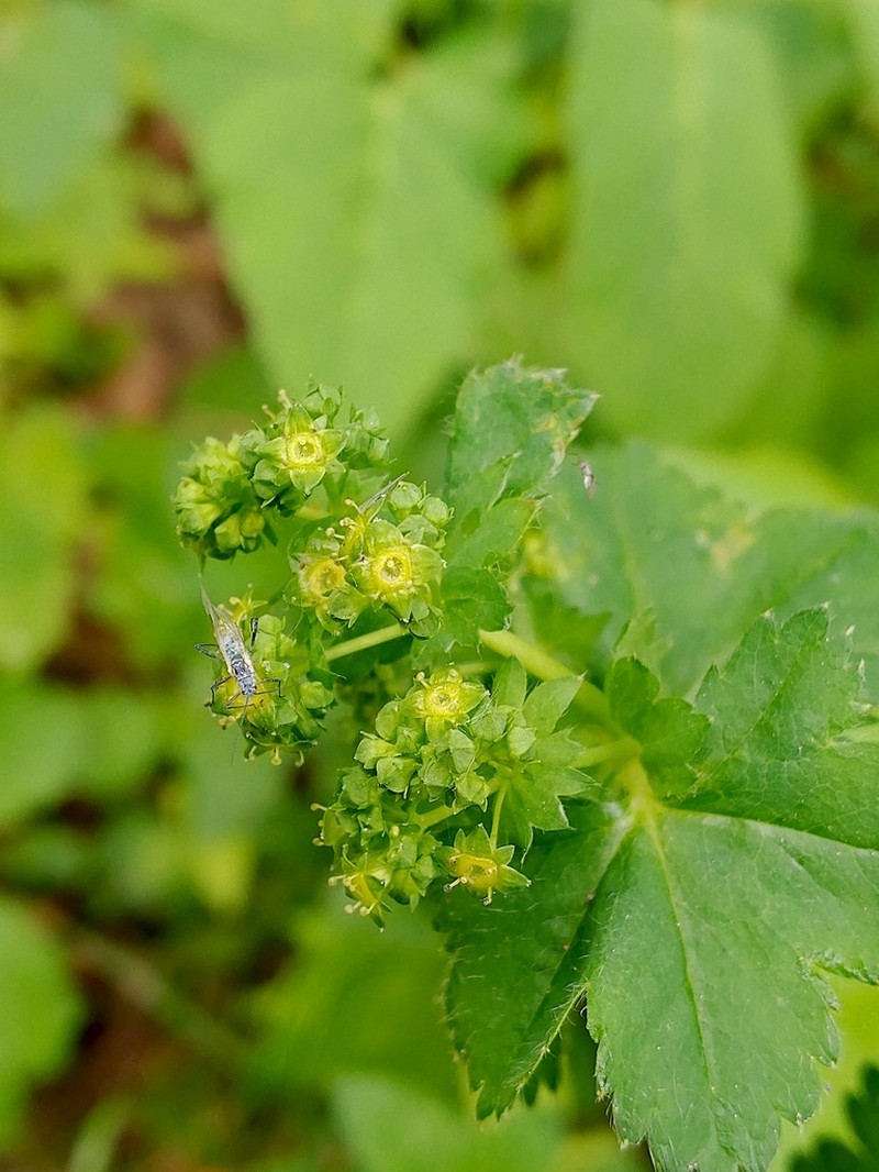 Alchemilla breviloba