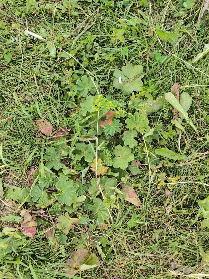 Alchemilla breviloba photo 2