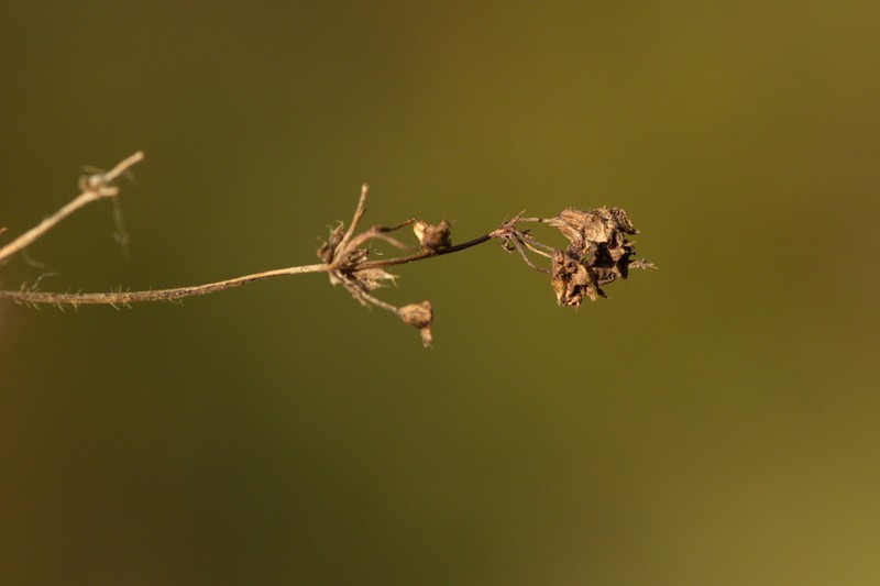 Alchemilla breviloba photo 3