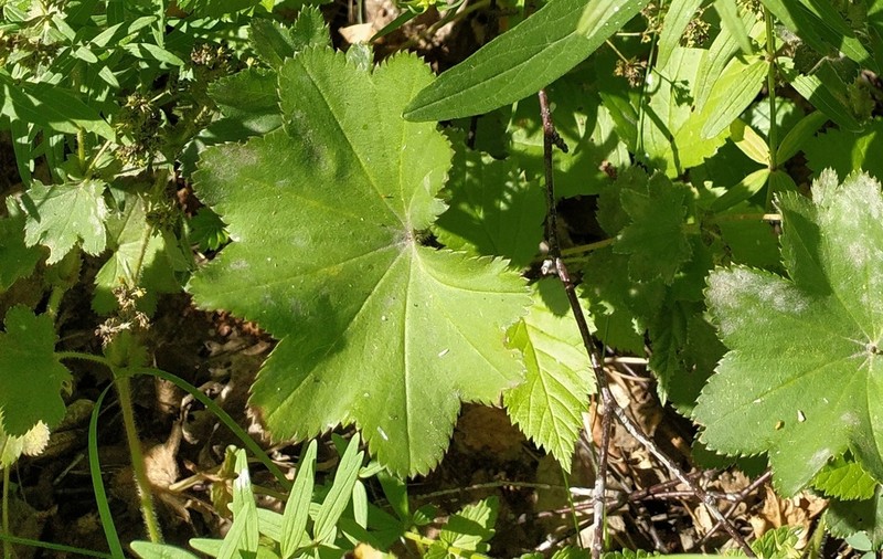 Alchemilla breviloba photo 4