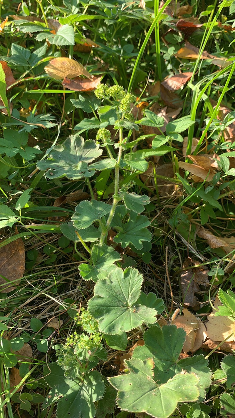 Alchemilla breviloba photo 5