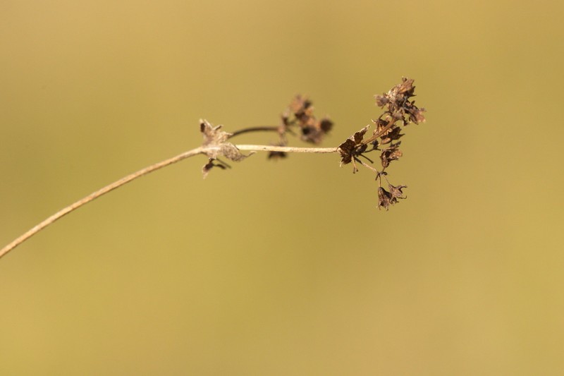 Alchemilla breviloba photo 6