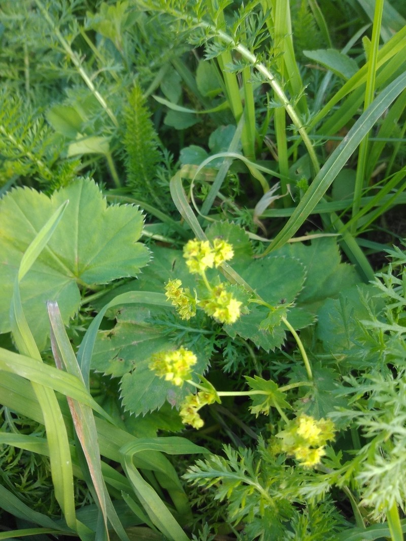 Alchemilla breviloba photo 7