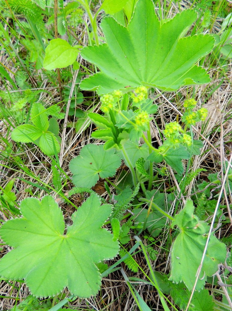 Alchemilla breviloba photo 8
