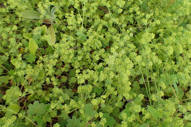 Alchemilla bulgarica