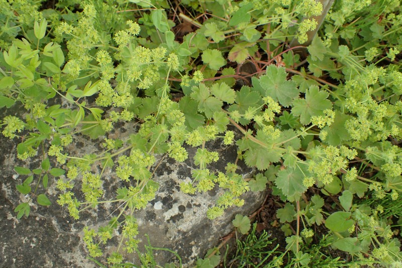Alchemilla bulgarica photo 2