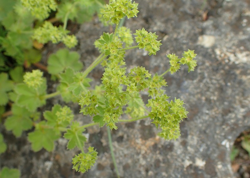Alchemilla bulgarica photo 3