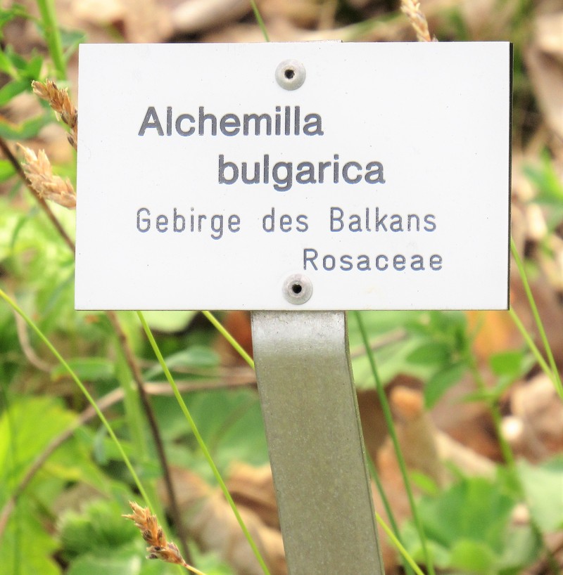 Alchemilla bulgarica photo 4