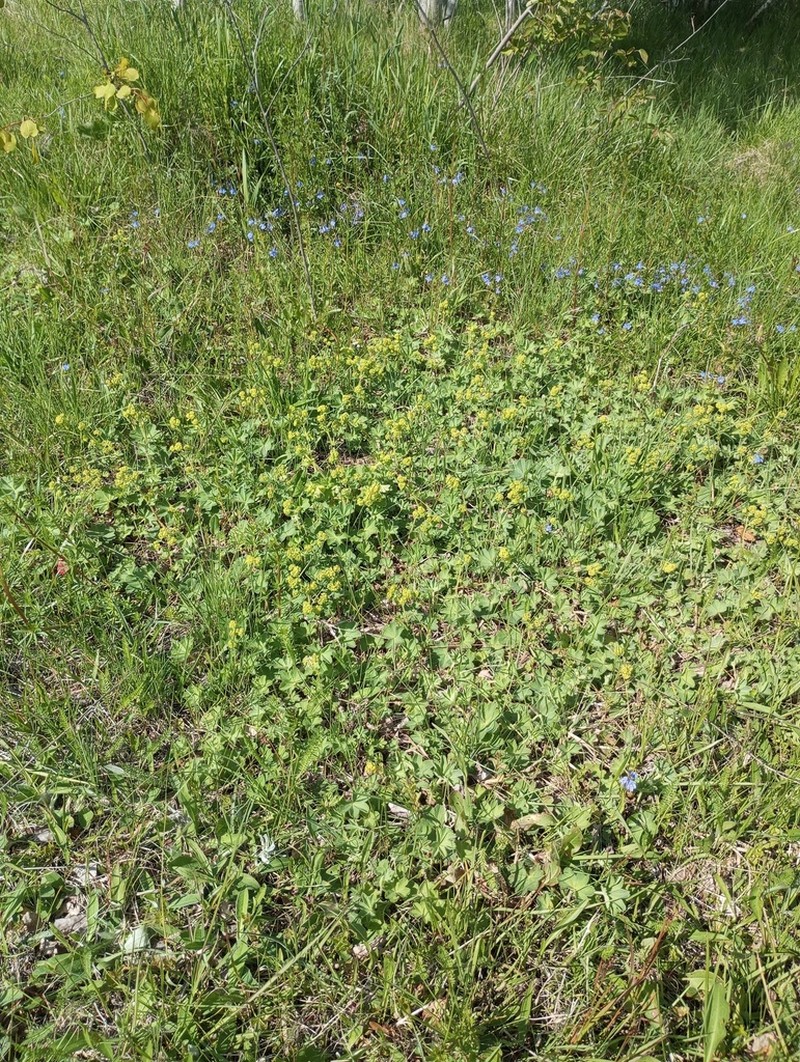 Alchemilla bungei photo 2