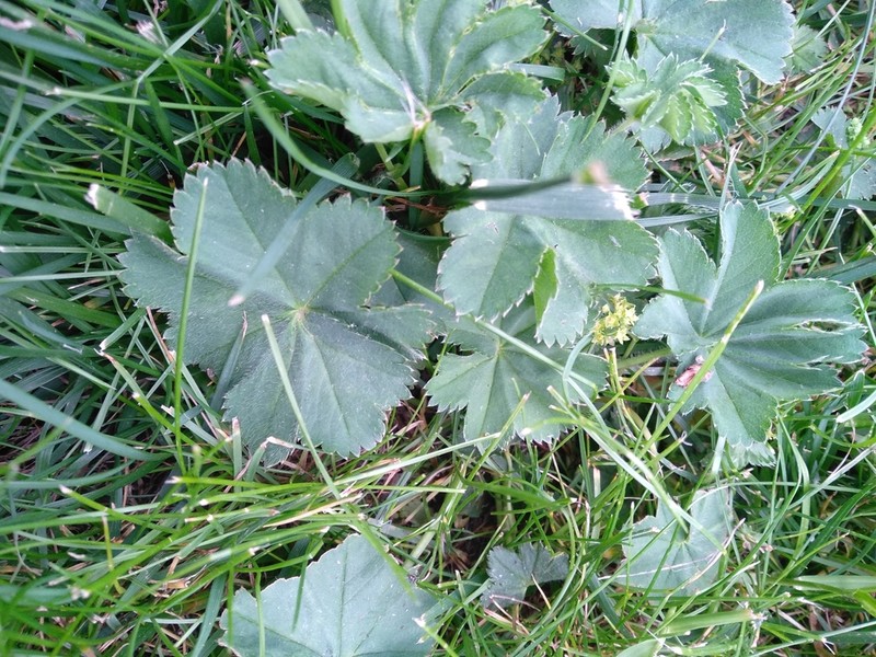 Alchemilla bungei photo 3