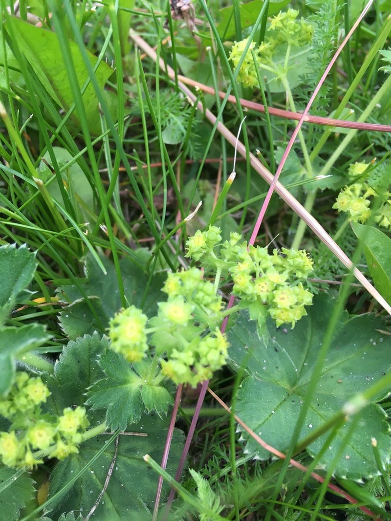 Alchemilla bungei photo 4